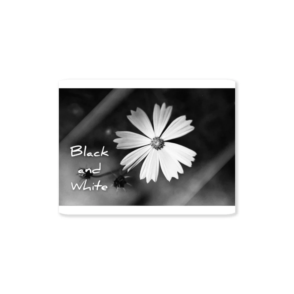 FILM CANERA FANのMONOCHROME FLOWER ステッカー