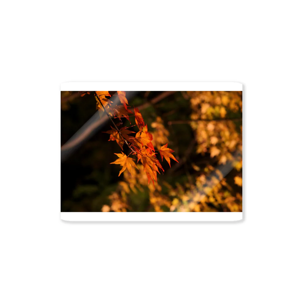 nokkccaのライトアップ紅葉 - Japanese maple(night shot) - Sticker