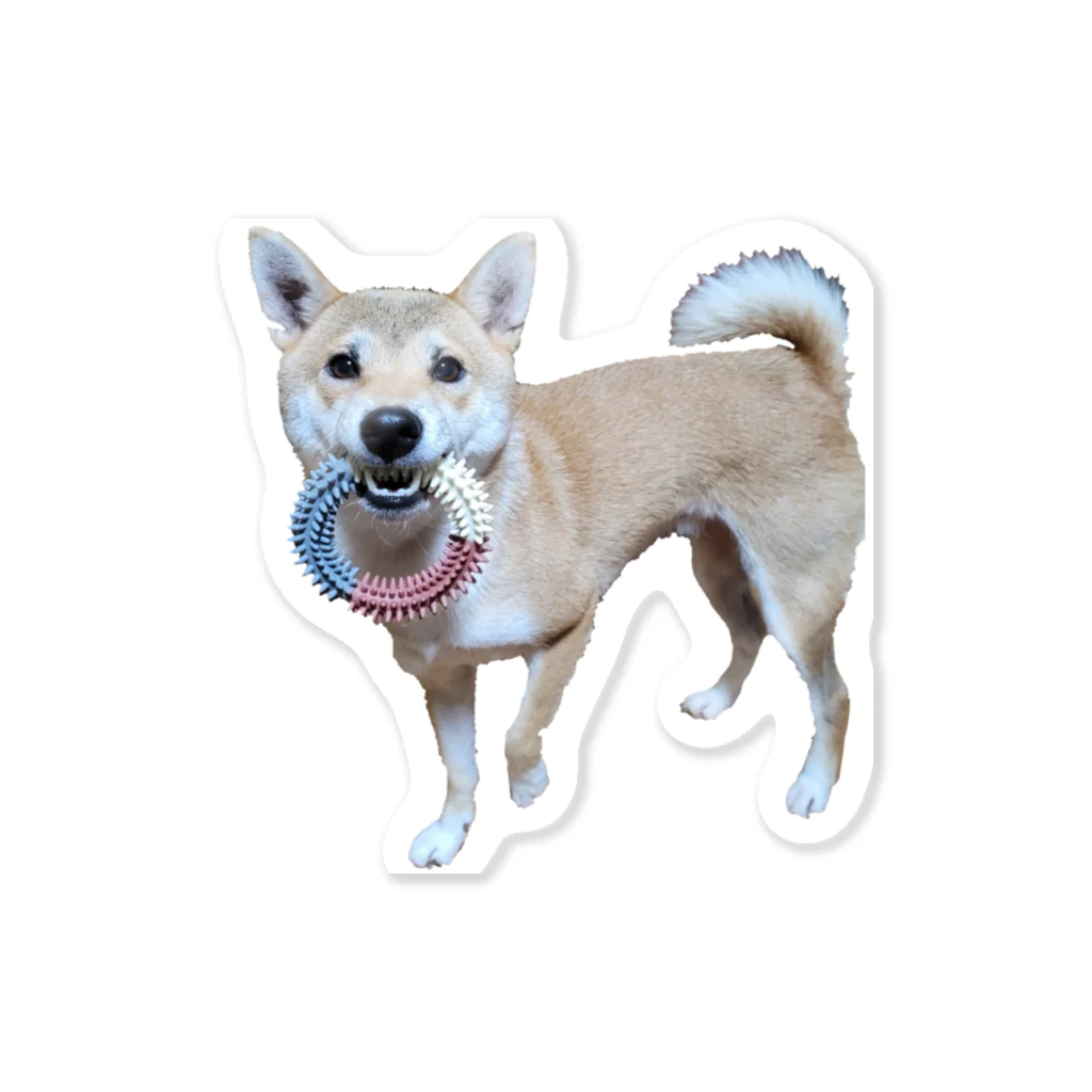 カスミ草の一緒にあそぼ？柴犬 Sticker