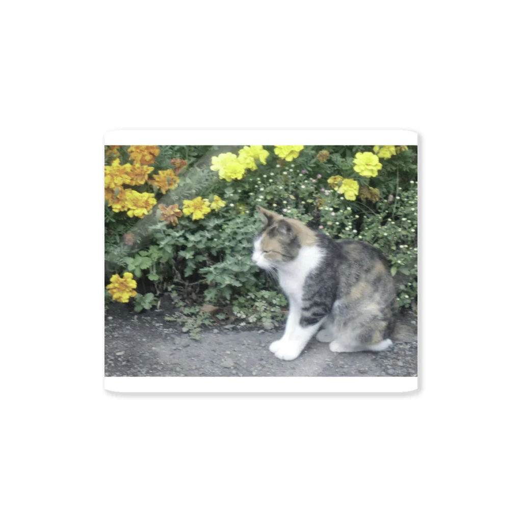 fmnのhometown cat Sticker