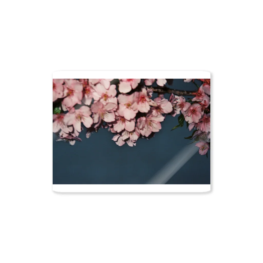 フィルムカメラ屋さんのボケた桜 Sticker