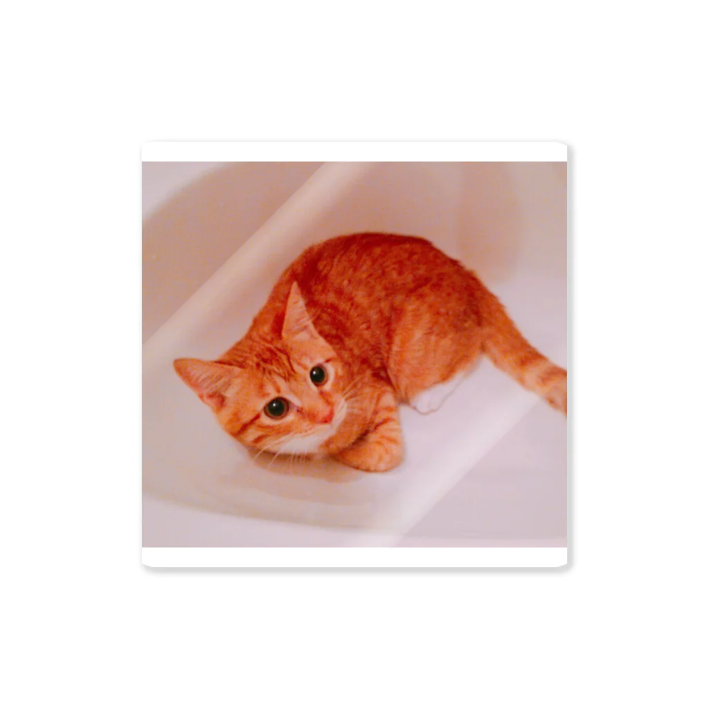 DTIの猫 Sticker