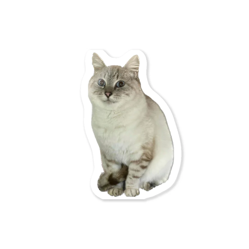 元野良猫しらたまグッズの元野良猫しらたま Sticker