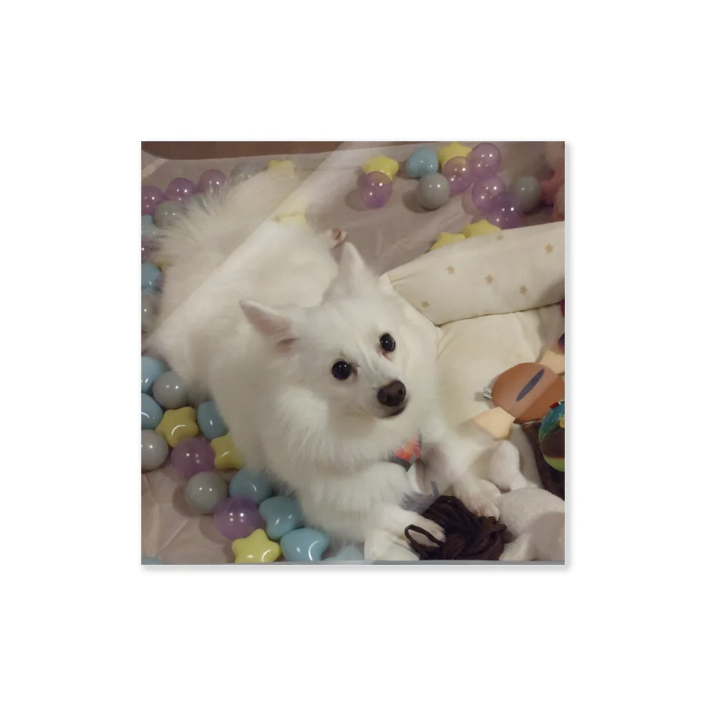 MIPA♥の愛犬パールグッズ　Mipa♥日本スピッツ ステッカー