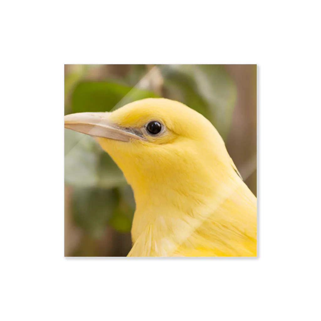 Happy Bird の黄色い鳥の横顔 ステッカー