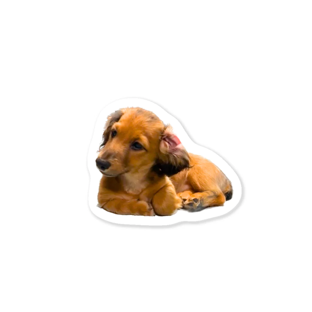 Dachshund_Pa-chanPi-chanのダックスフンドのチョコちゃん Sticker