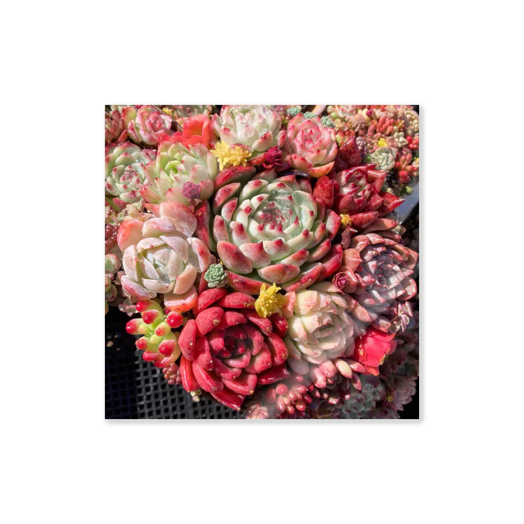 Echeveria_Masterの華やかなエケベリア Sticker