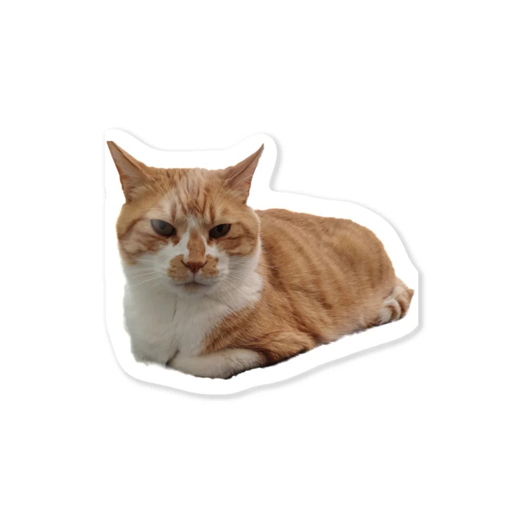 dszsdfdのこうばこねこねこ Sticker