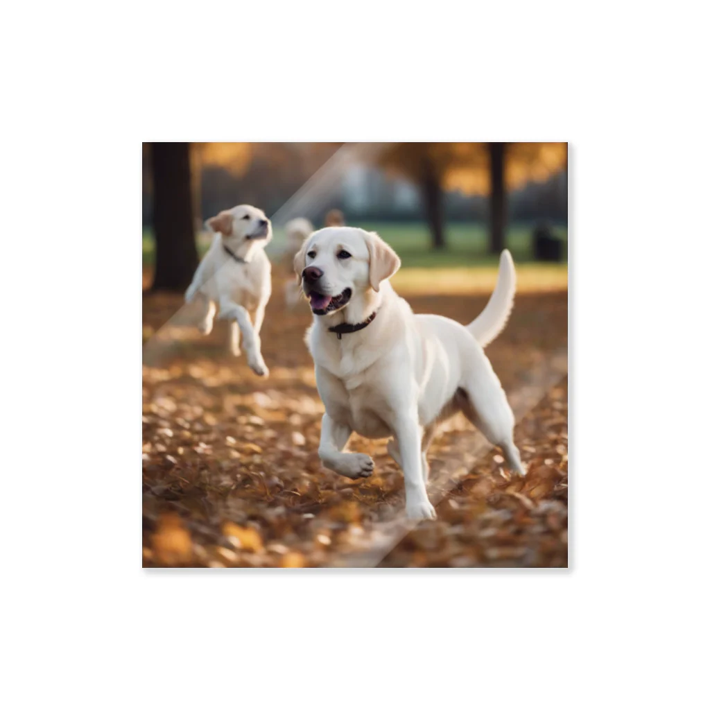 ラブラボの公園で他の犬と遊んでいるラブラドール・レトリーバー 白 犬 ワンちゃん 可愛い ペット 癒やし Sticker