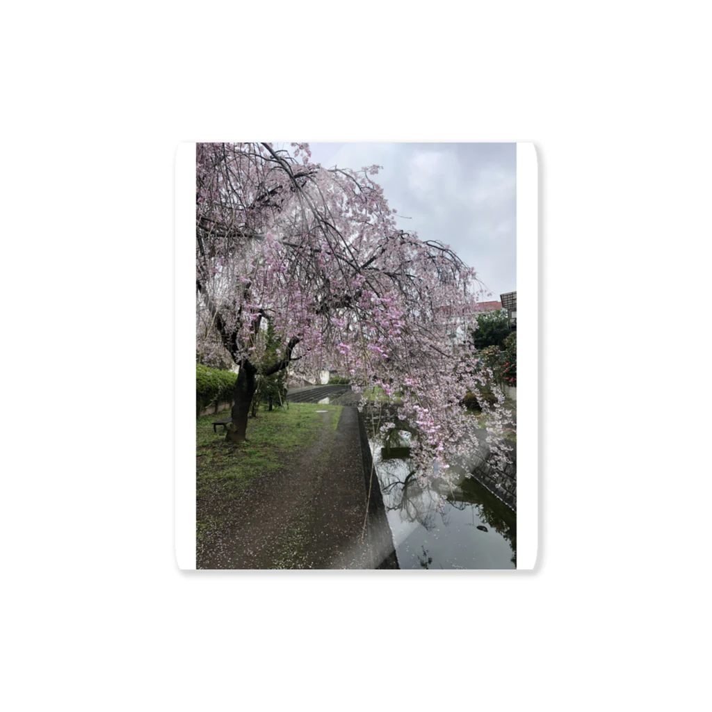 saitama-eit88の川桜 Sticker