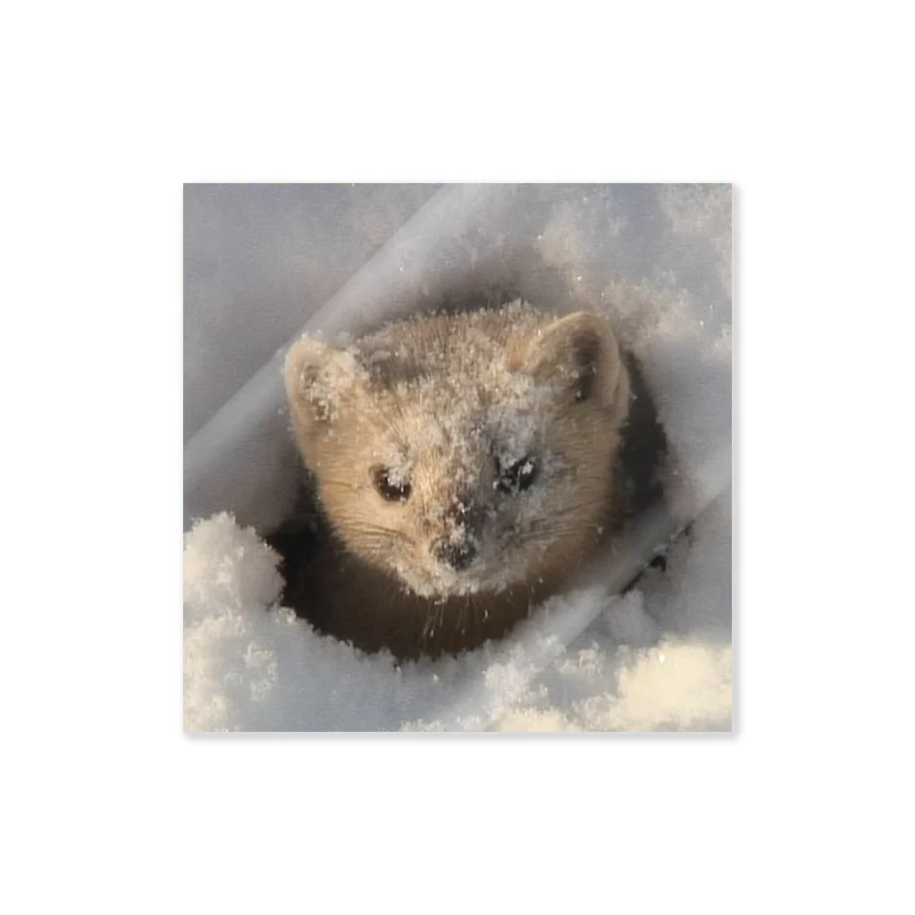 エゾクロテンであなたの心とカラダをセルフコントロール◆にこらびの今日もこんにちわ◆サロベツのエゾクロテン ステッカー