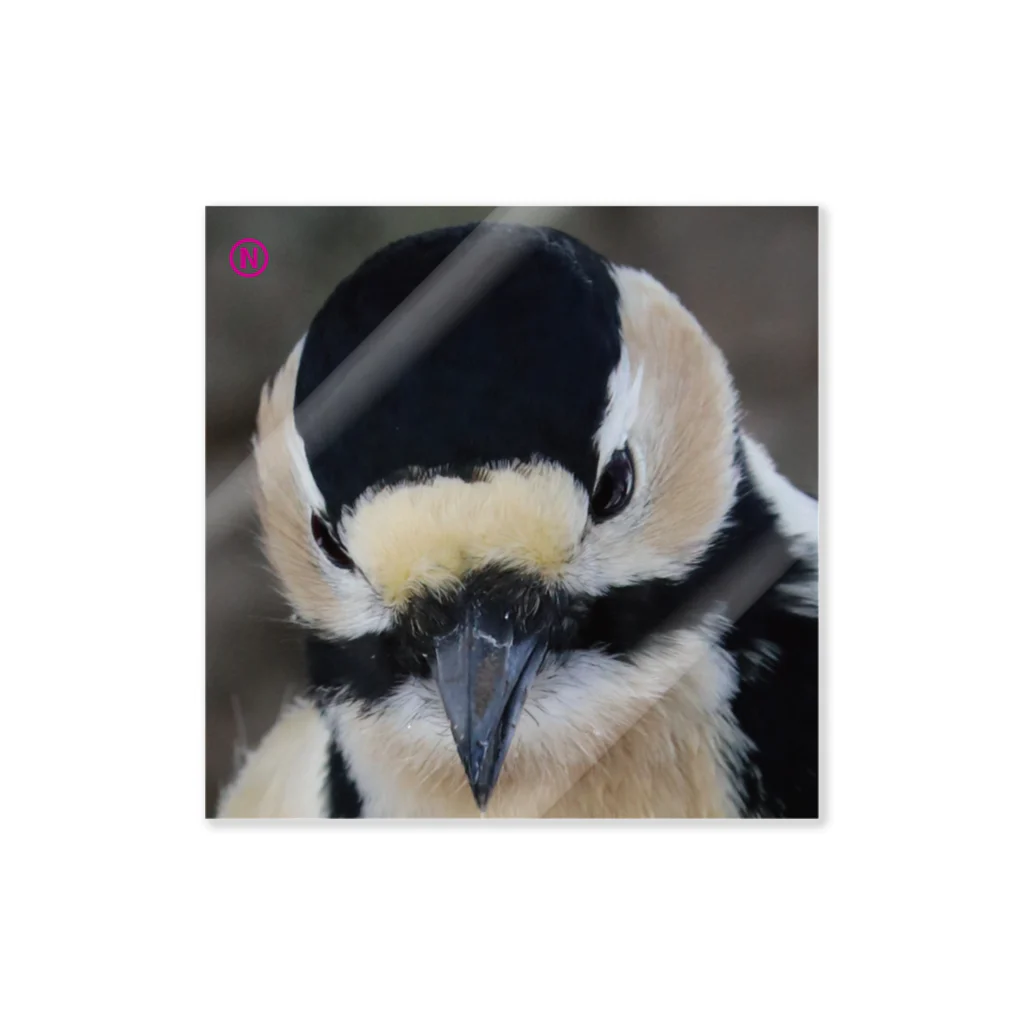 【いつもそばに】野鳥好き・動物好きがさらに人生豊かに送るためのアイテム販売◆にこらびの心安らぐ◆サロベツでアカゲラ ステッカー