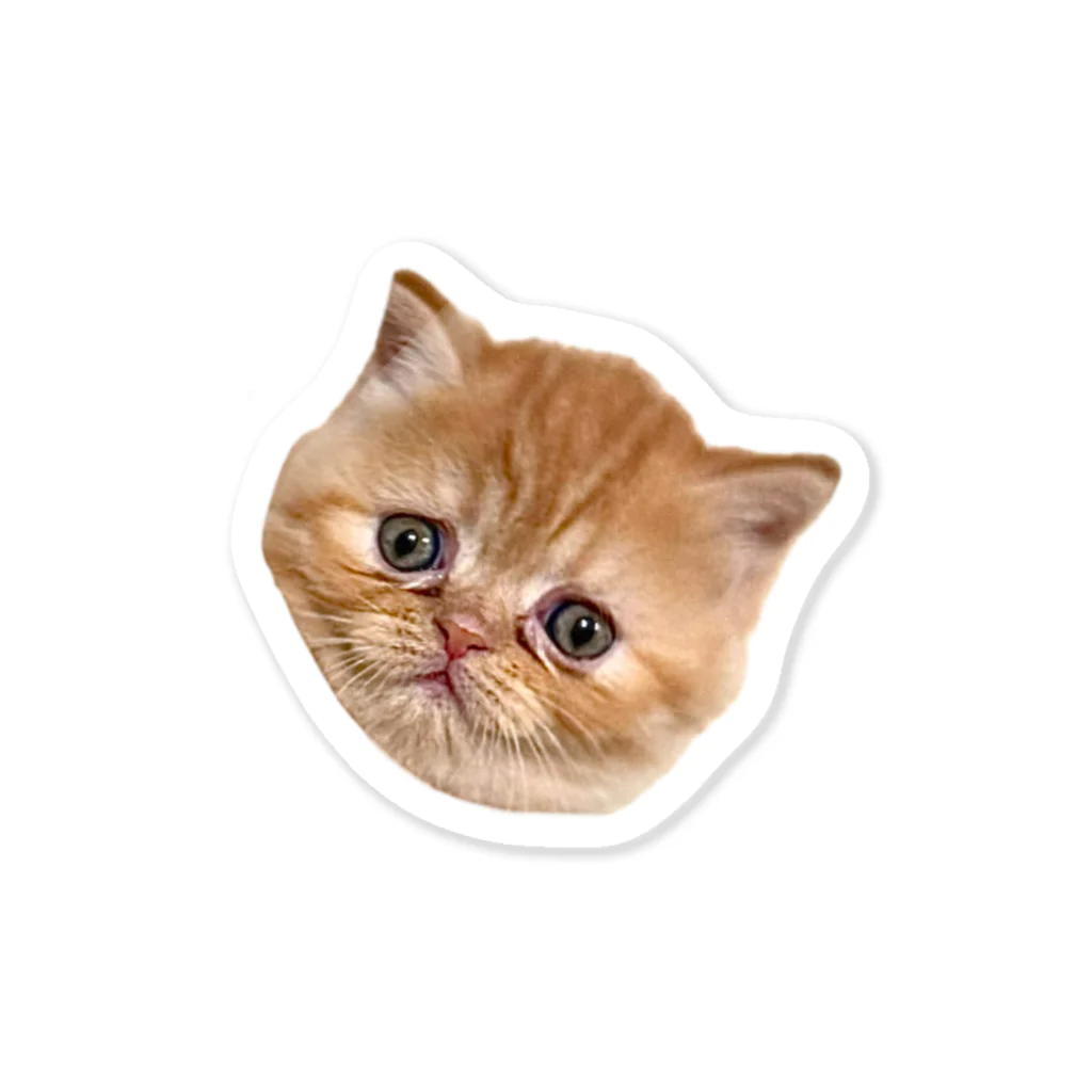 ぶったまショップの子猫のたまちゃん Sticker