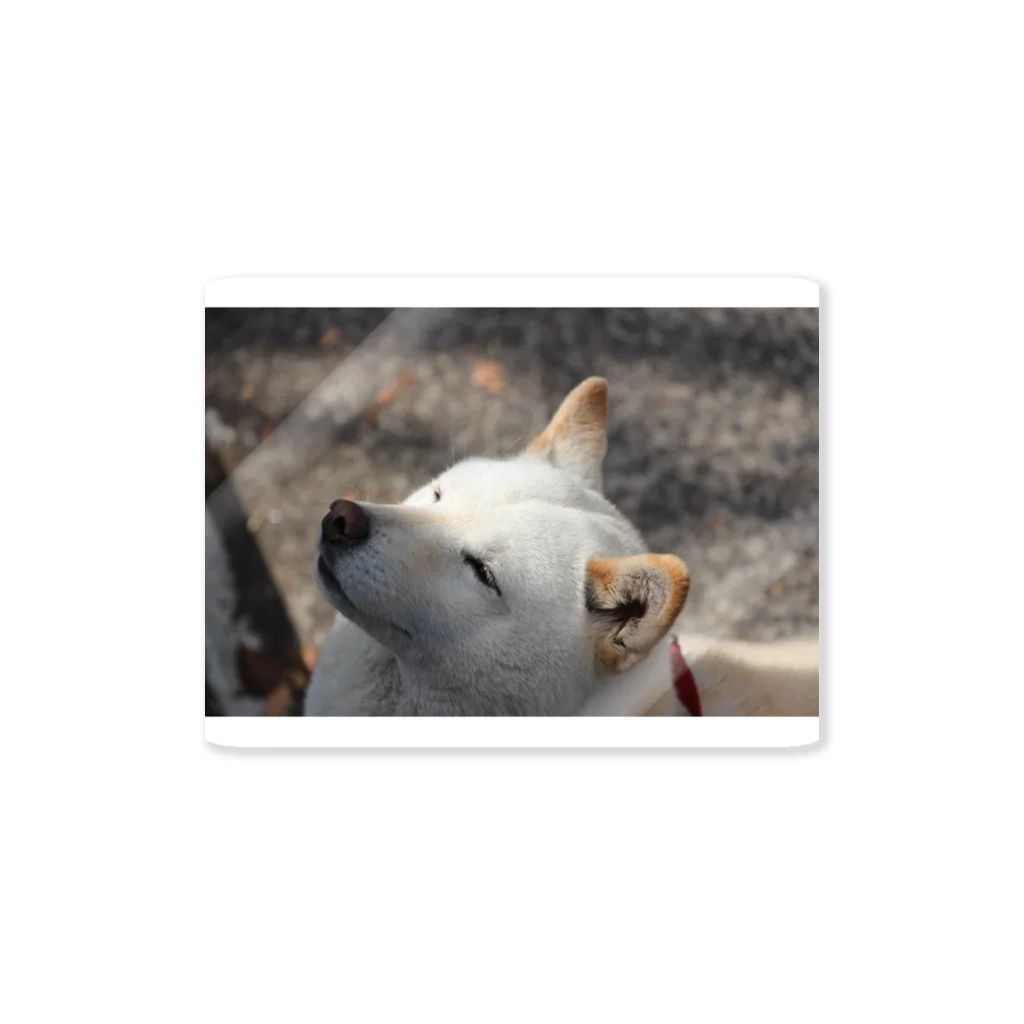 Hananoのshiba Sticker