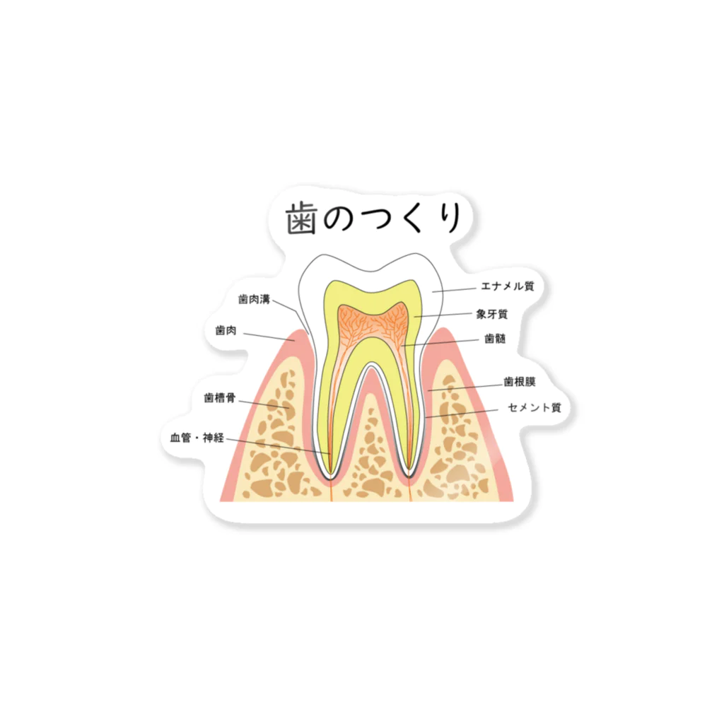 miu8080の歯のつくり ステッカー