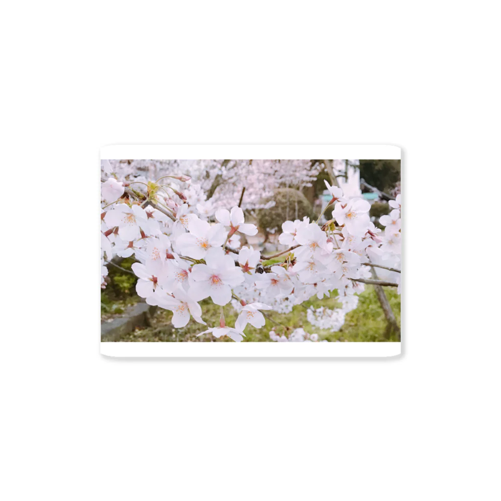 たのしくかいてきに！の桜 Sticker