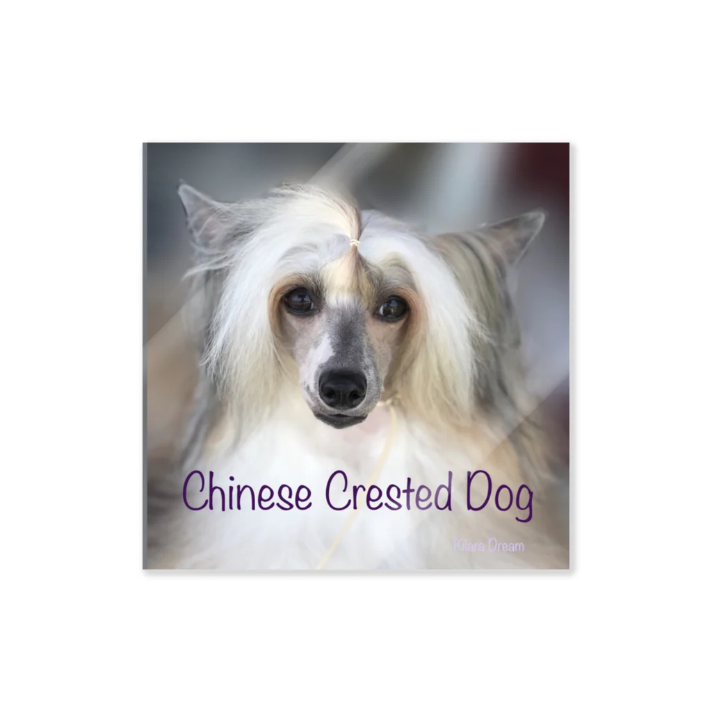 Kilara Dream Chinese Crested のチャイクレ つむぎバージョン Sticker