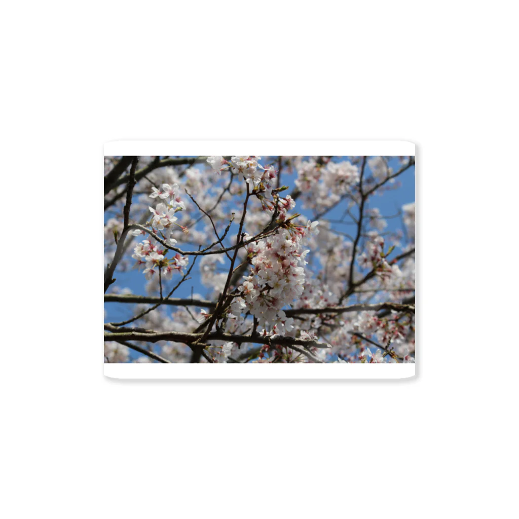 愁諷の桜ーSAKURAー Sticker