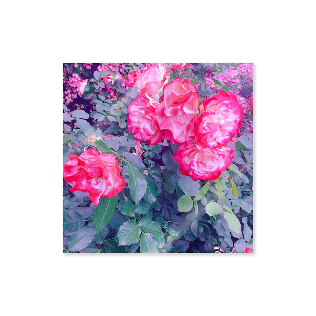 Mashioの薔薇とバラバラ ステッカー