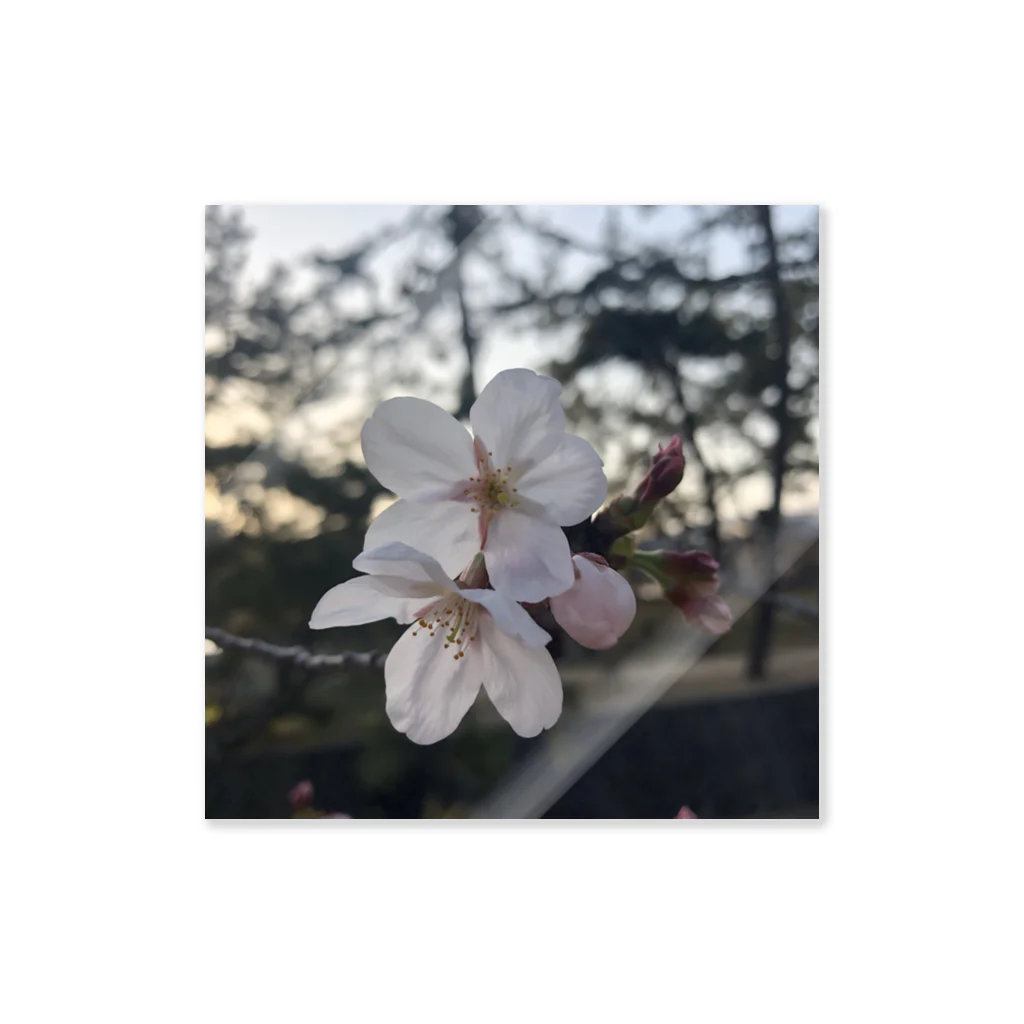 skr__sakuraの桜 ステッカー
