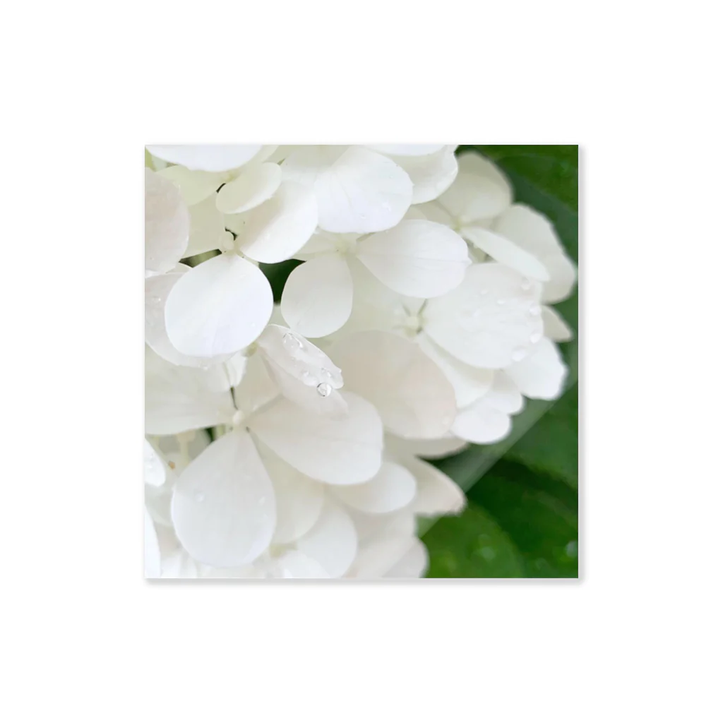 m.petite 8/1～creema store 二子玉川ライズの白紫陽花から落ちる雫 ステッカー