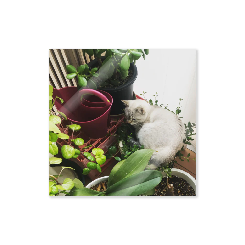 SHOP_KAGENEKOの観葉植物ぶっ潰し猫 ステッカー