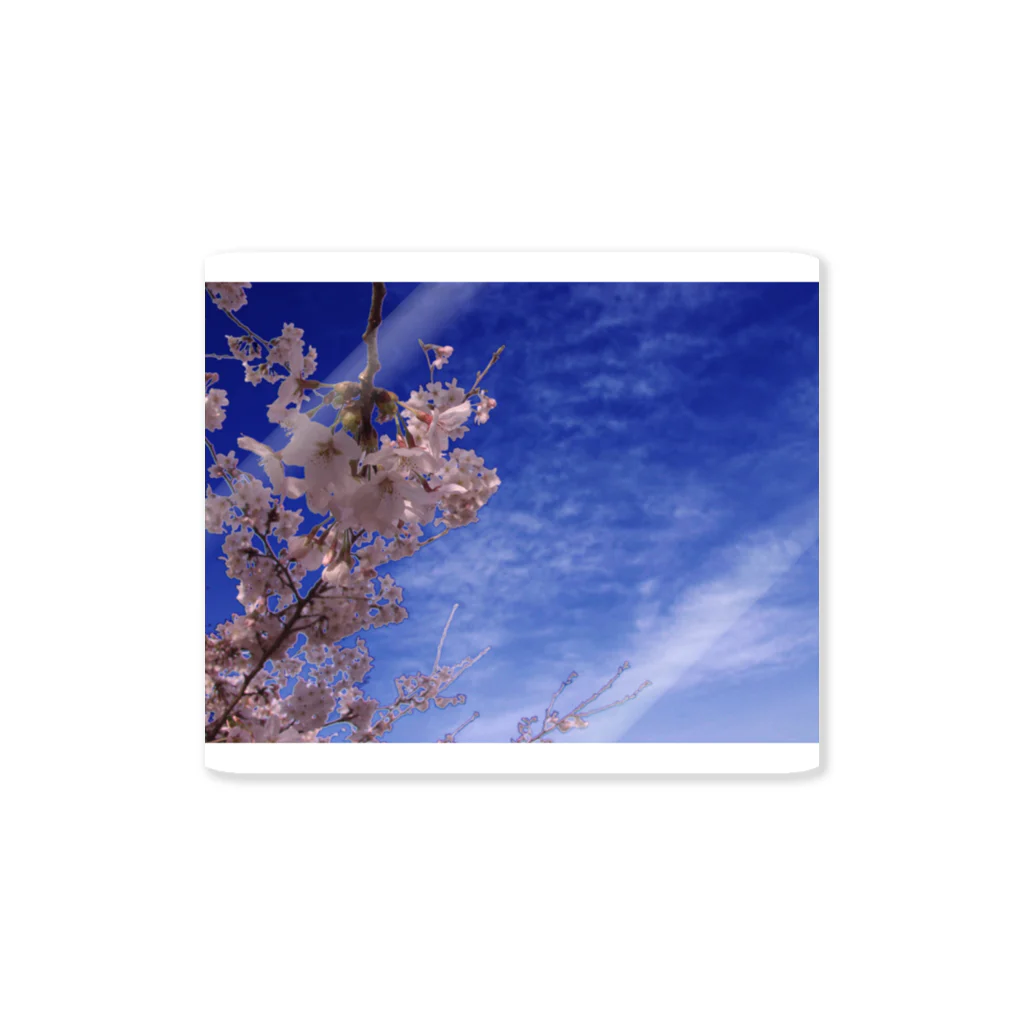 hiroki-naraの桜　サクラ　cherry blossom DATA_P_093 ステッカー