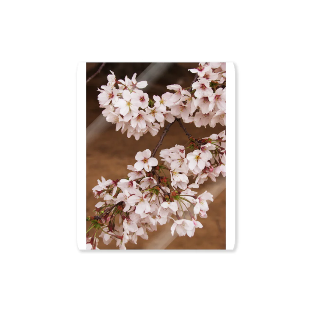 hiroki-naraの桜　サクラ　cherry blossom DATA_P_106 ステッカー