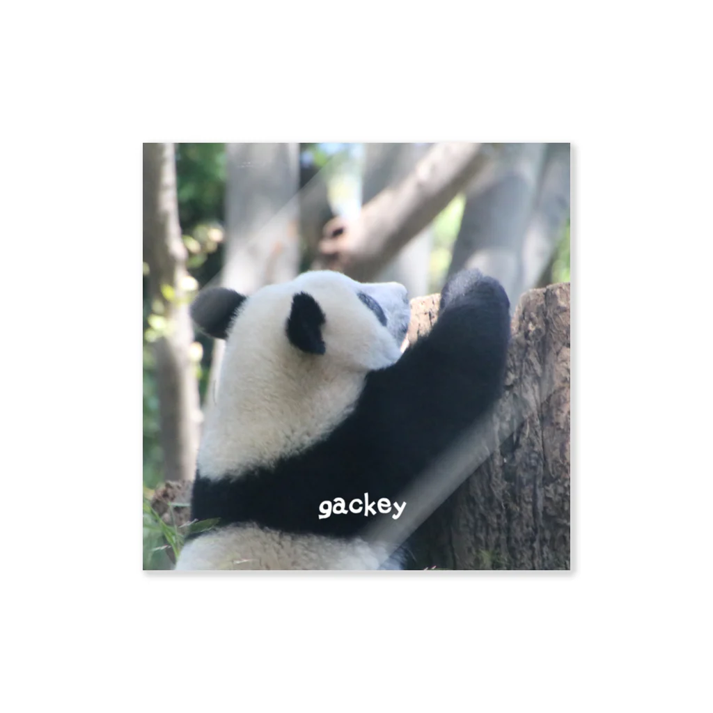 gackeyの背伸び PANDA ステッカー