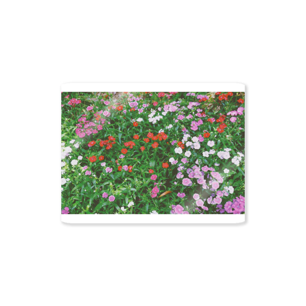 なかさわの花畑 Sticker