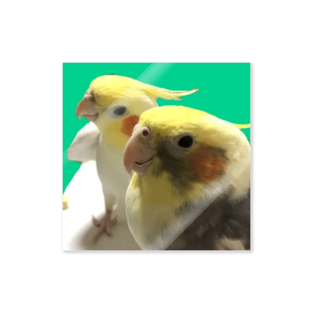 もんも09🐥🐥のオカメインコのかおるくんとひびきくん Sticker