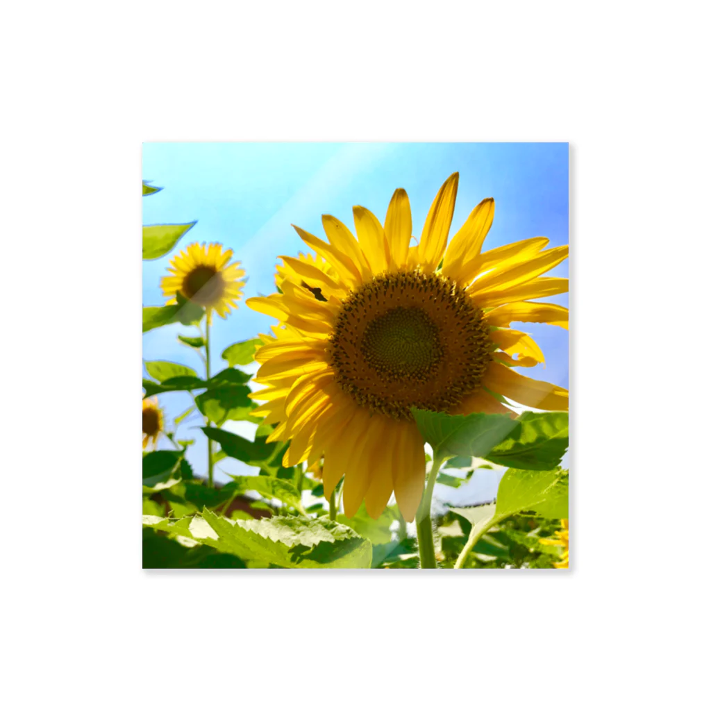 PaP➡︎Poco.a.Pocoの夏の日の向日葵。 Sticker