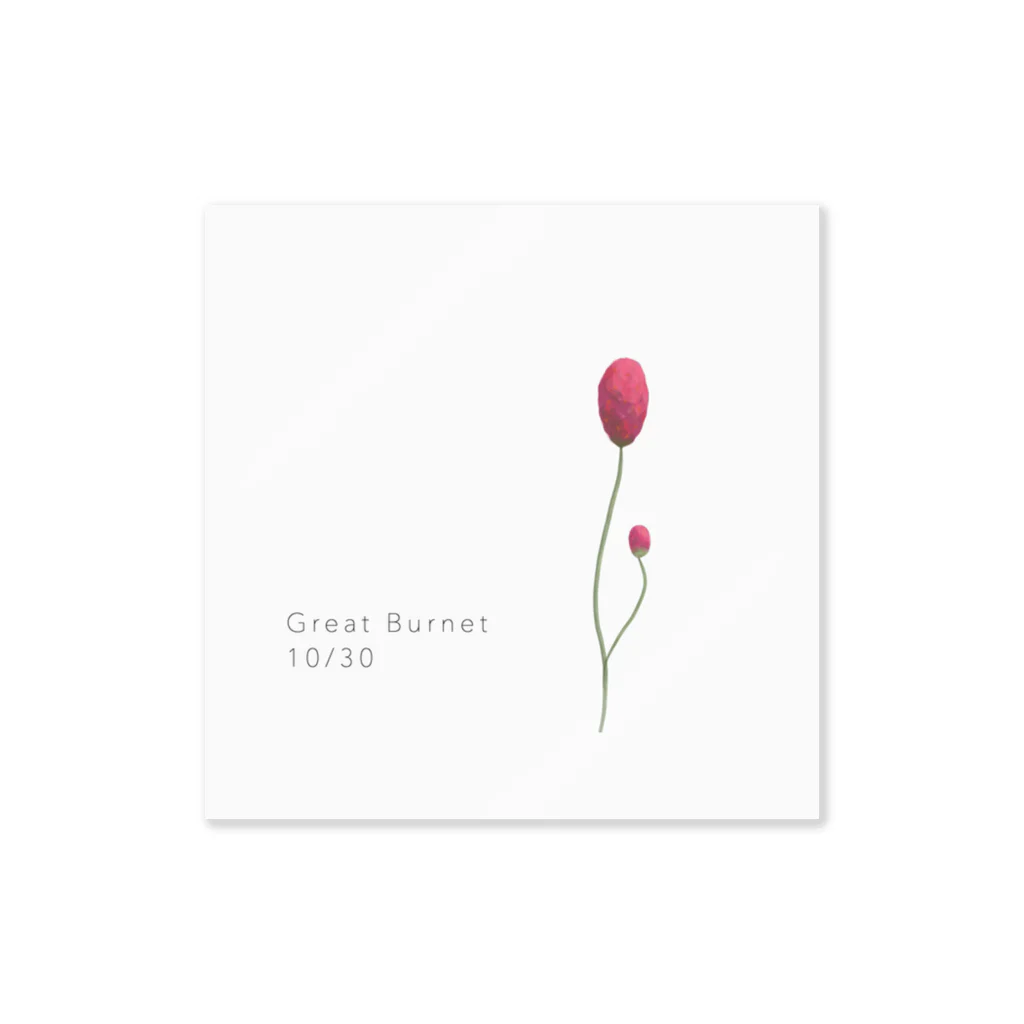 -guppyの10/30 誕生花【 Great Burnet 】 Sticker