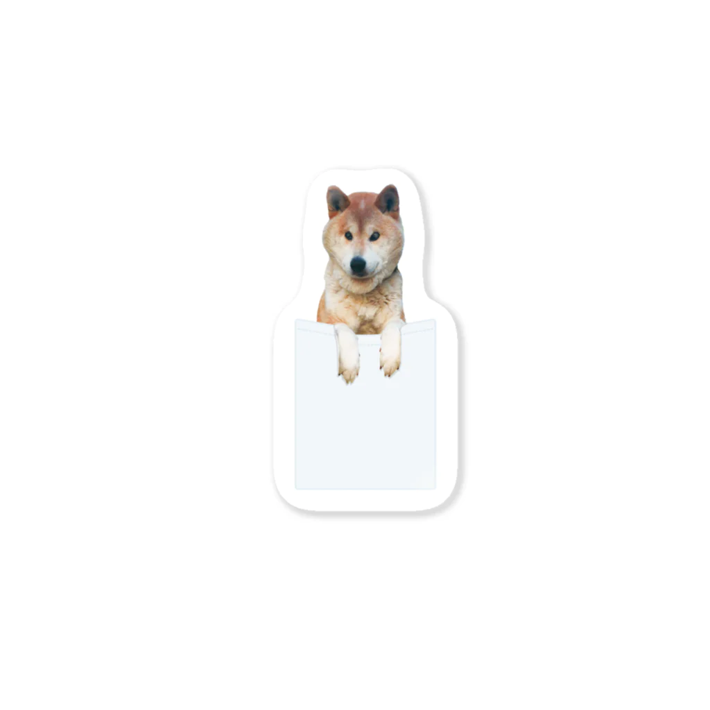 愛犬太郎のグッズの太郎INポケット【柴犬】 Sticker