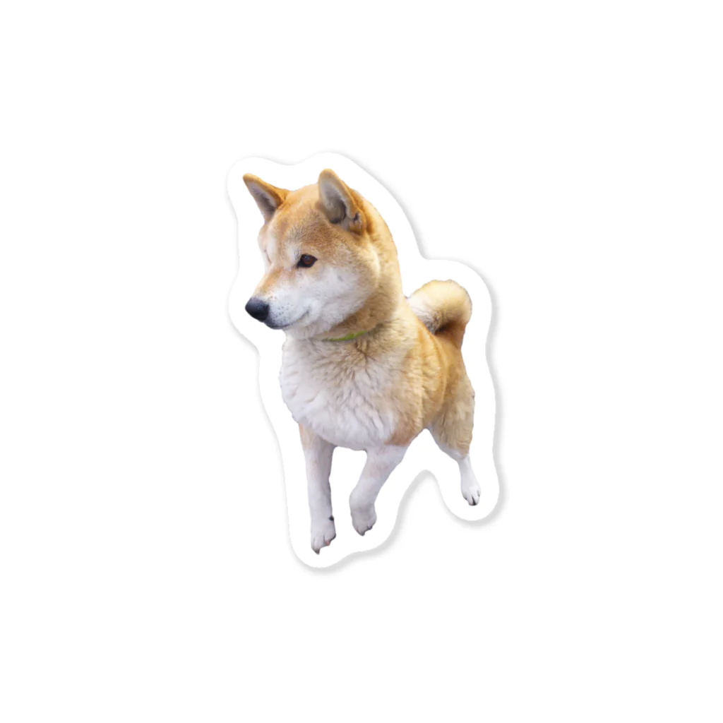 愛犬太郎のグッズの歩く太郎【柴犬】 Sticker