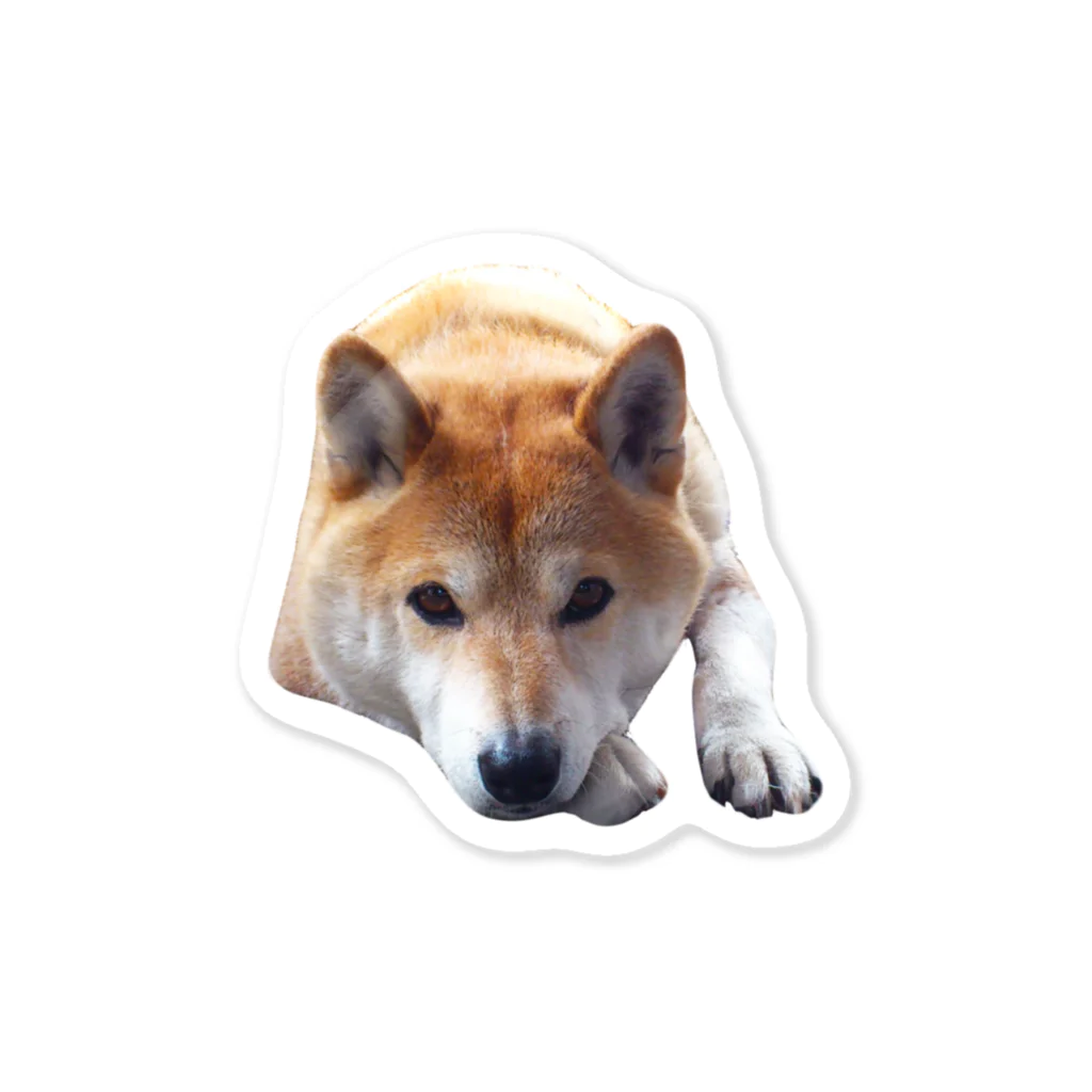 愛犬太郎のグッズの上目遣い太郎【柴犬】 Sticker