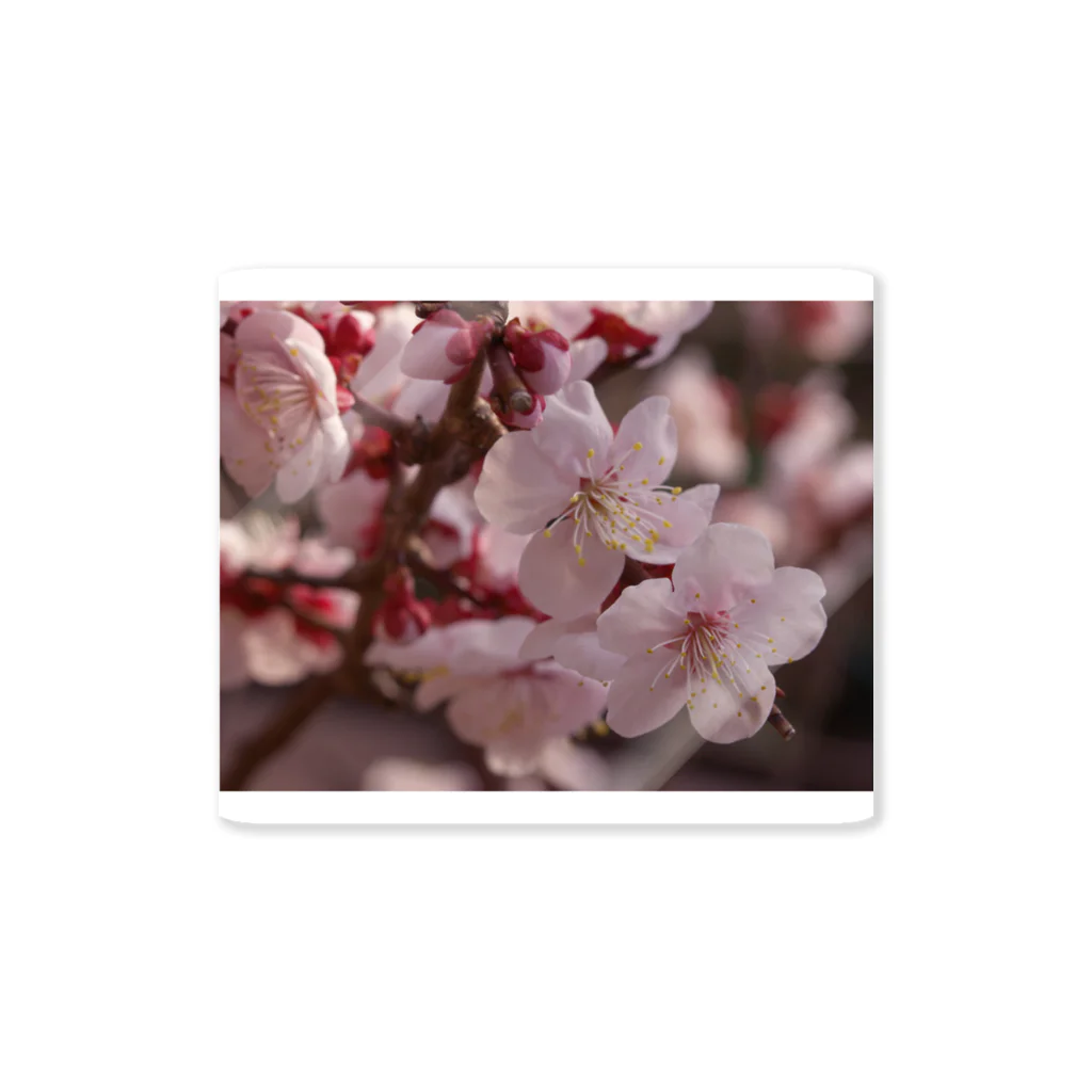 hiroki-naraの梅　ウメ　Japanese　apricot DATA_P_155　春　spring ステッカー