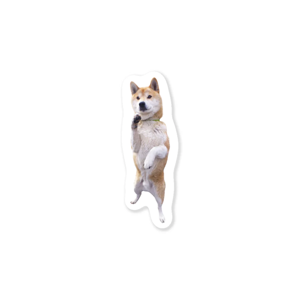 愛犬太郎のグッズの起立太郎【柴犬】 Sticker