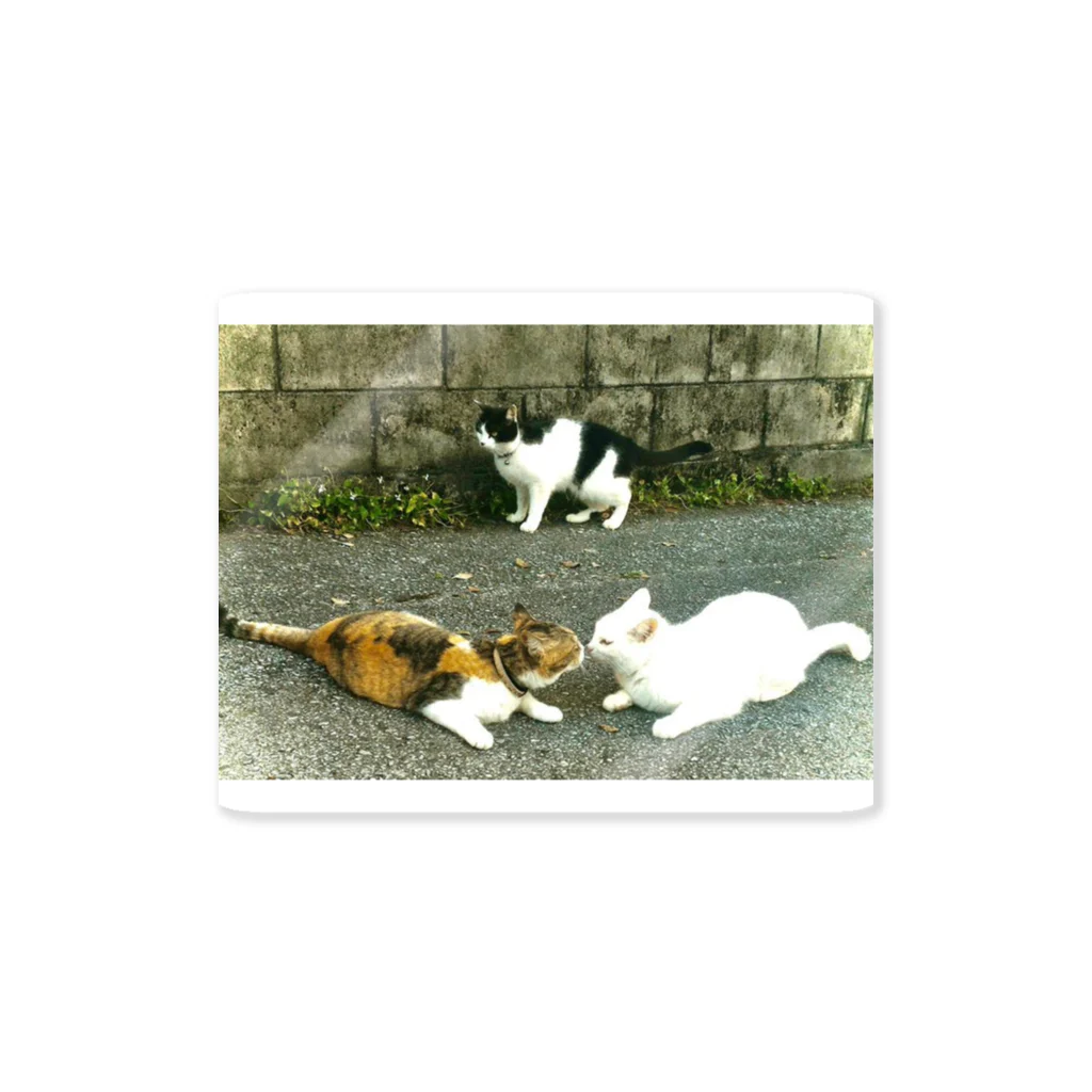 猫しゃちょうのミッチェル一家のニャンコ達in沖縄 Sticker