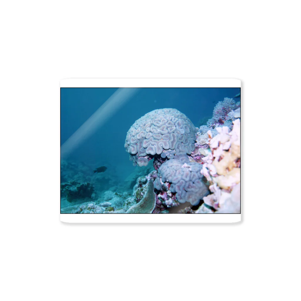 龍舞堂の珊瑚 Sticker
