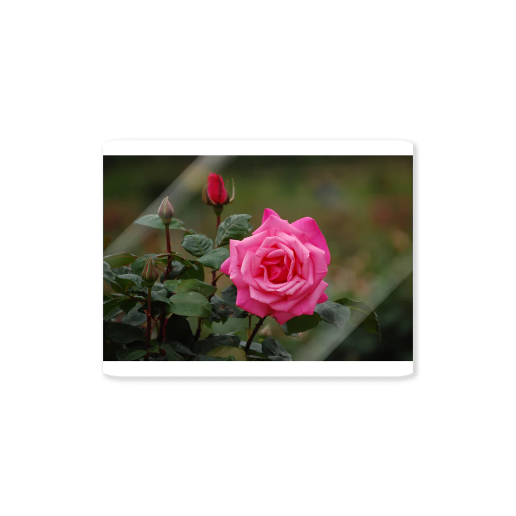 Barika7519の鹿児島の薔薇 Sticker