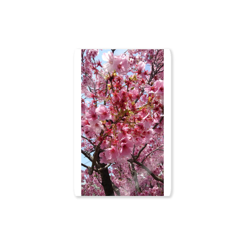 りりりの桜 Sticker