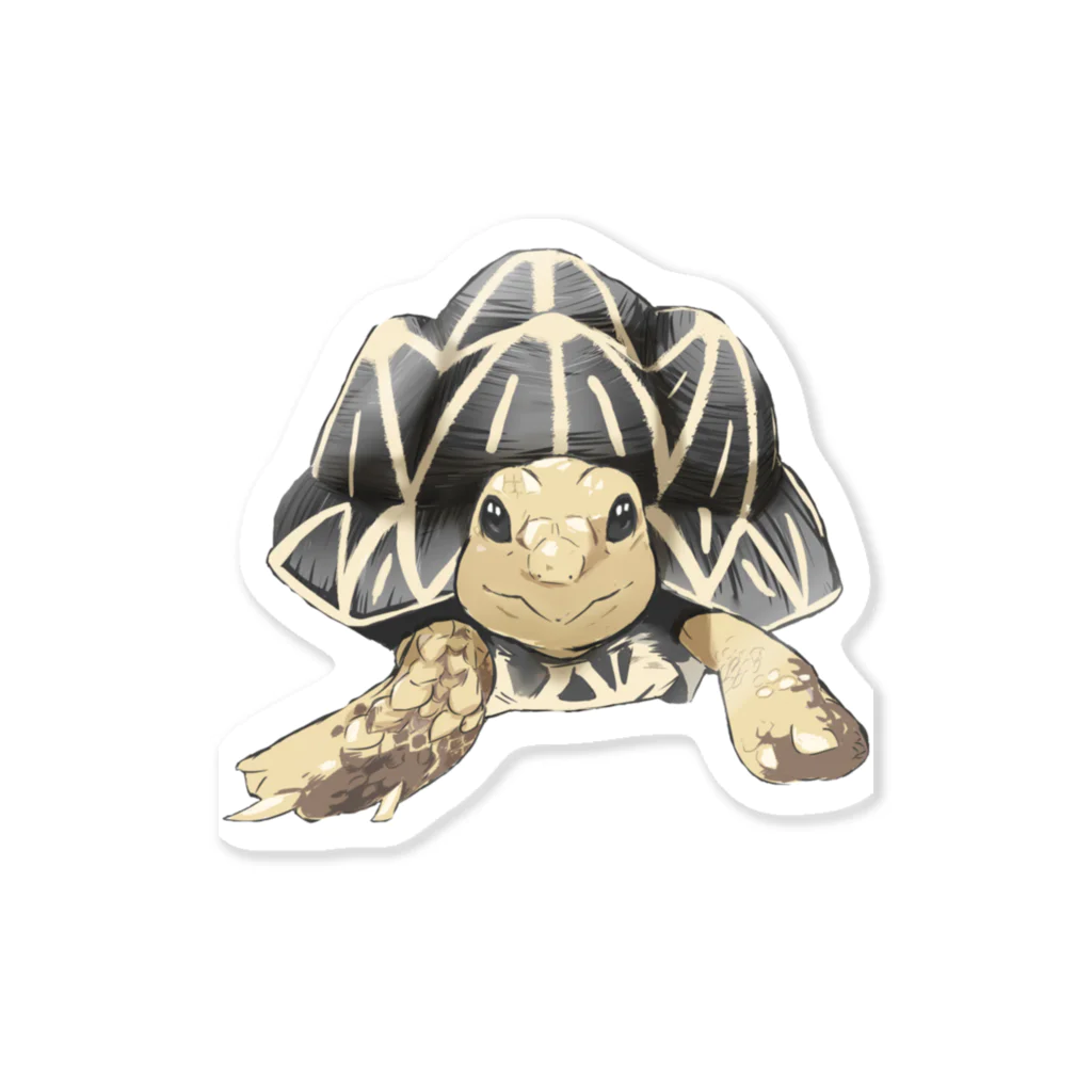 カメまる子🐢のインドホシガメ〜カメコくん〜 Sticker