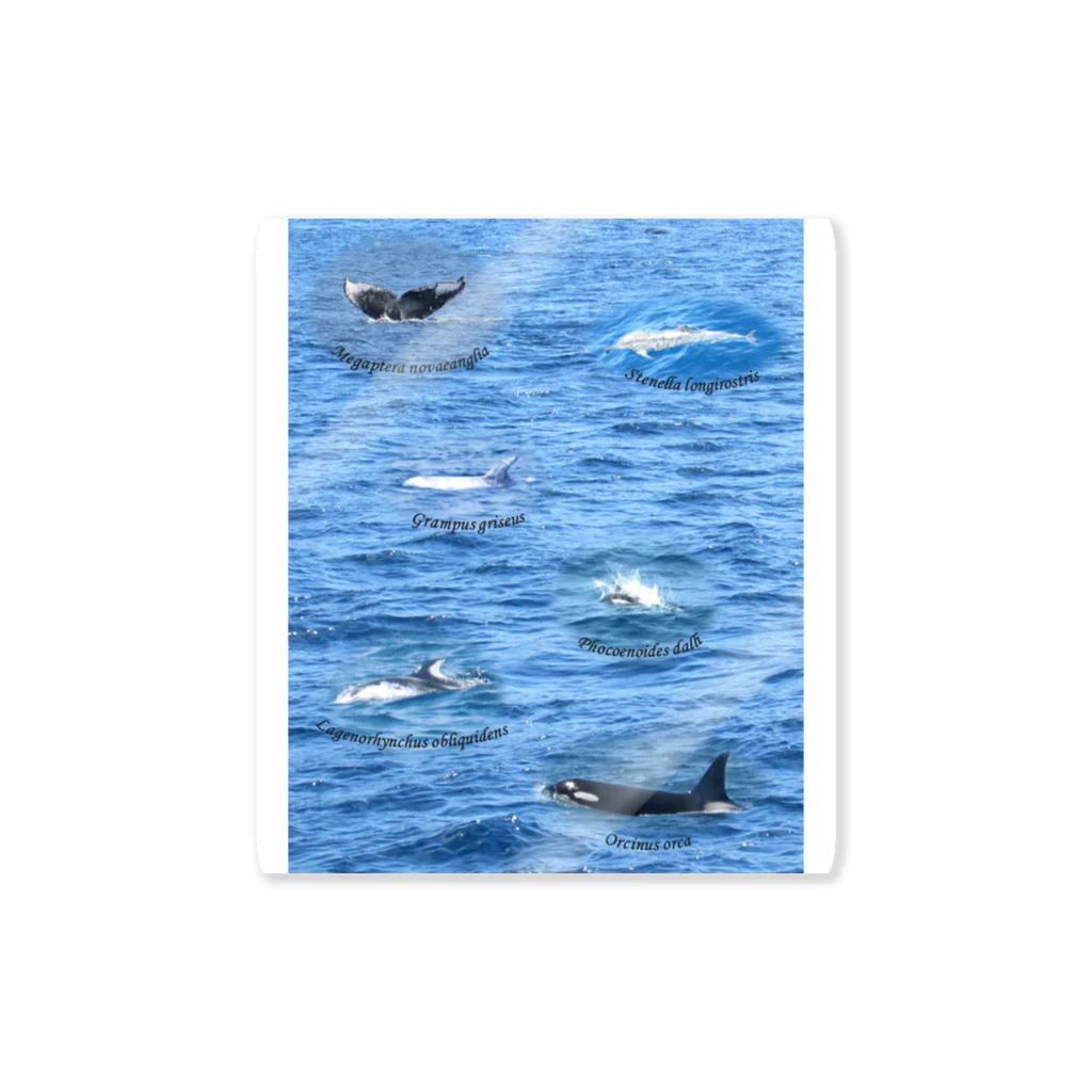 L_arctoaの船上から見た鯨類(1) Sticker