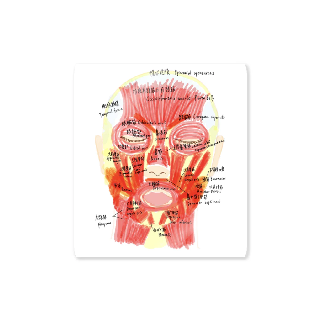  医学生のノートの顔の筋肉 스티커