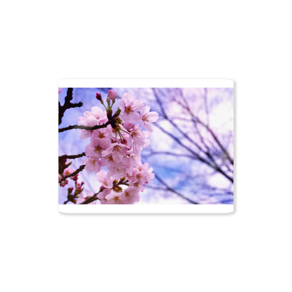 水-素-水の水素桜 Sticker