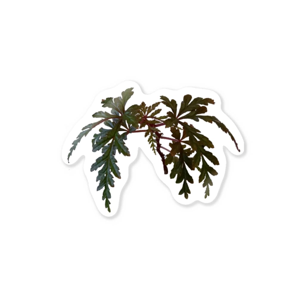 ベゴニア ポリロエンシス 熱帯植物 ぴーちゃん S Siamensis のステッカー通販 Suzuri スズリ
