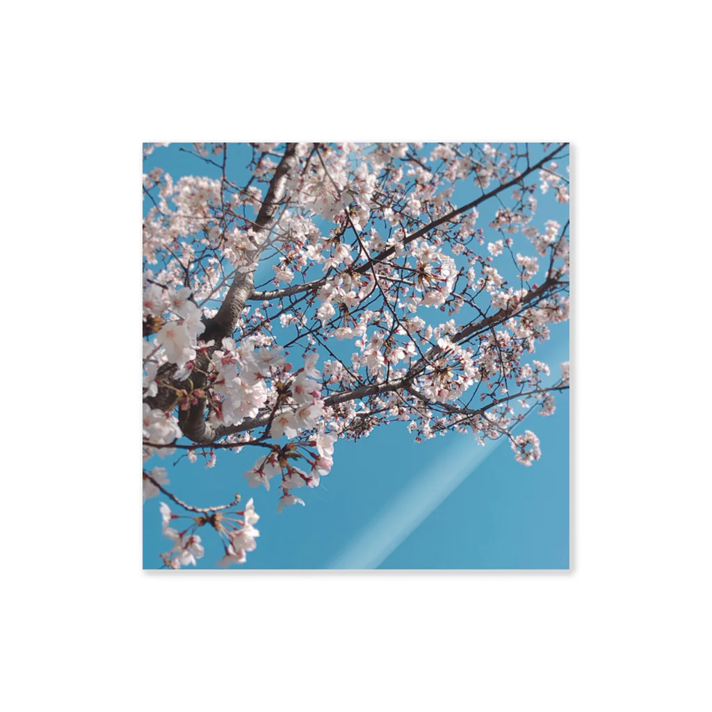 Aloha Blue SkyのSakura Sticker