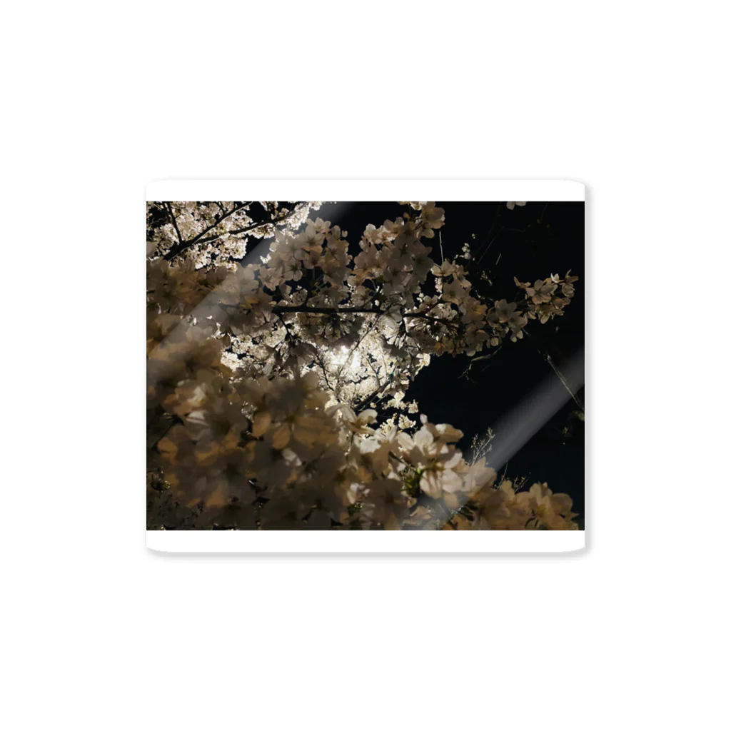 P.O.Humanの夜桜 Sticker