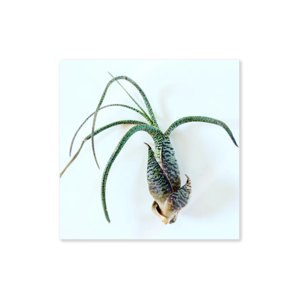 a.c.a.botanicalのTillandsia Sticker